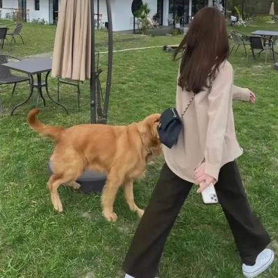 鳄鱼邓迪